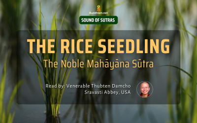 The Rice Seedling – The Noble Mahāyāna Sūtra